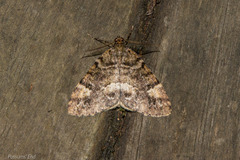 Pseudocoremia productata