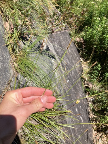 Image of Carex scirpoidea by no rights reserved