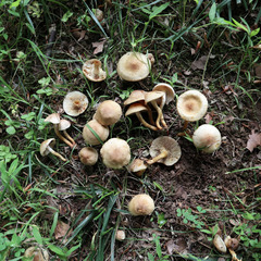 Pholiota angustipes