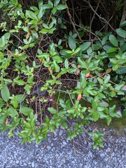 Rhododendron smokianum