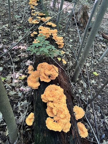 Mill Creek Trail