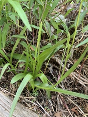 Platanthera tescamnis