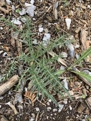 Cirsium eatonii clokeyi