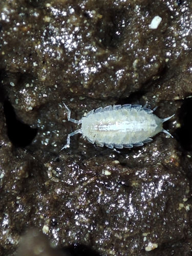 Scotoniscus macromelos