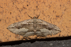 Austrocidaria