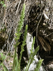 Platanthera tescamnis