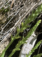 Platanthera tescamnis