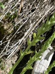 Platanthera tescamnis