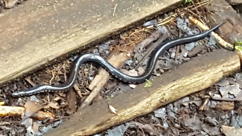 Reuss' Mud Snake
