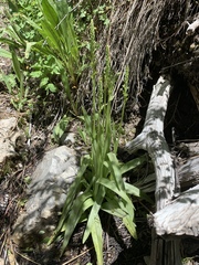 Platanthera tescamnis