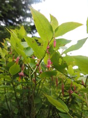 Vaccinium erythrocarpum