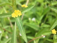 Ludwigia epilobioides