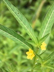 Ludwigia epilobioides