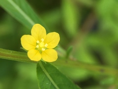Ludwigia epilobioides