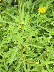 Ludwigia epilobioides