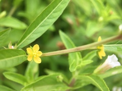 Ludwigia epilobioides
