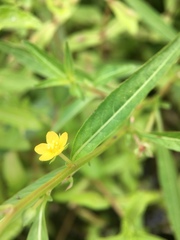 Ludwigia epilobioides