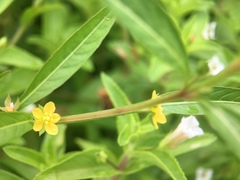 Ludwigia epilobioides