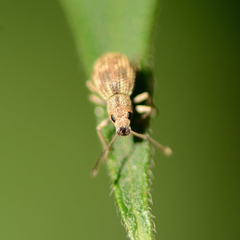 Calomycterus setarius