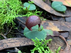 Corybas aconitiflorus