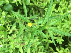 Ludwigia epilobioides
