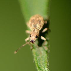 Calomycterus setarius