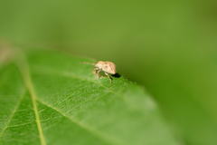 Calomycterus setarius