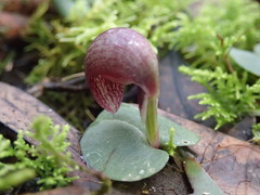 Corybas aconitiflorus