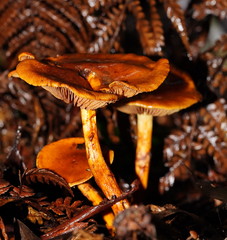 Cortinarius abnormis