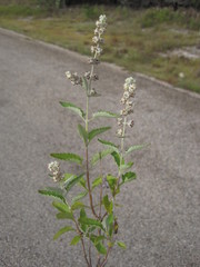 Buddleja racemosa