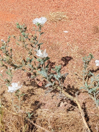 Image of Argemone munita by (c) Logan, some rights reserved (CC BY)