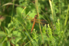 Libellula needhami