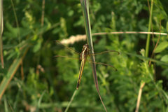 Libellula needhami