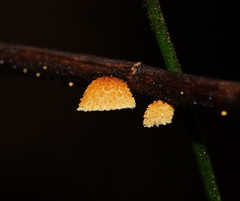 Crepidotus eucalyptorum