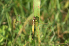 Libellula needhami