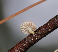 Mycena roseoflava