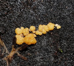 Trichoderma nothescens