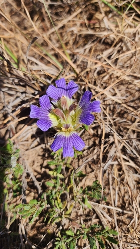 Creeping Lashes (Blepharis procumbens)