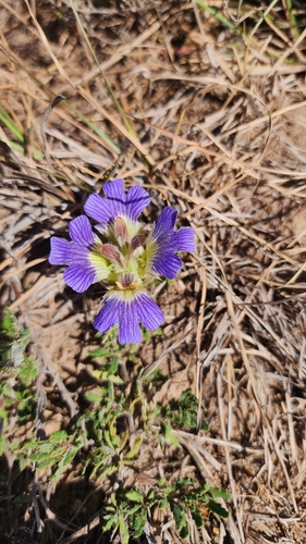 Image of Creeping Lashes (Blepharis procumbens) by (c) Jane le Roux, some rights reserved (CC BY)