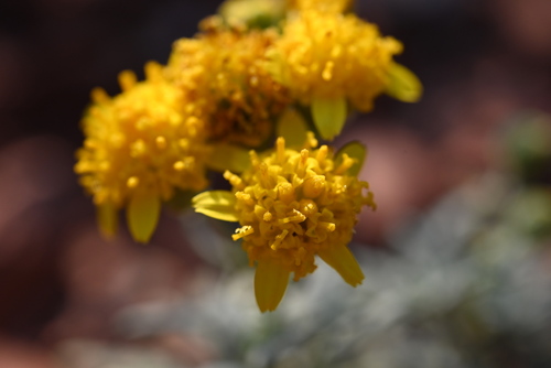 Image of Picradeniopsis oppositifolia by (c) Anders Hastings, some rights reserved (CC BY)