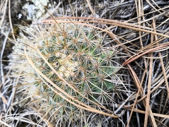 Mammillaria discolor