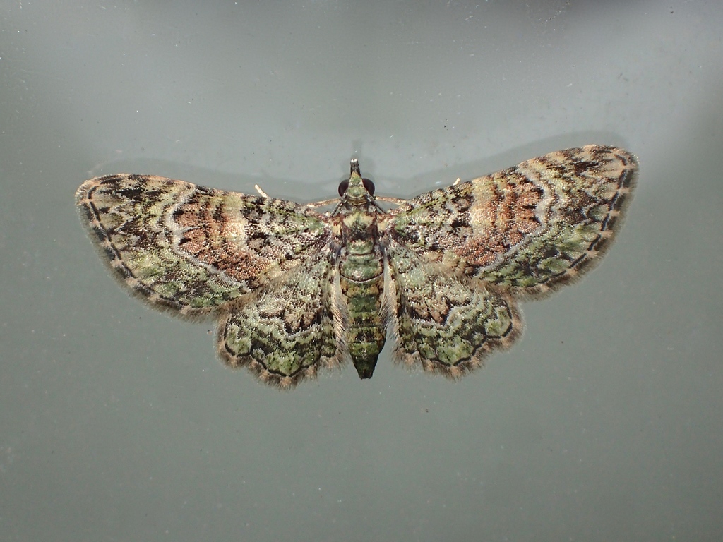 Chloroclystis catastreptes