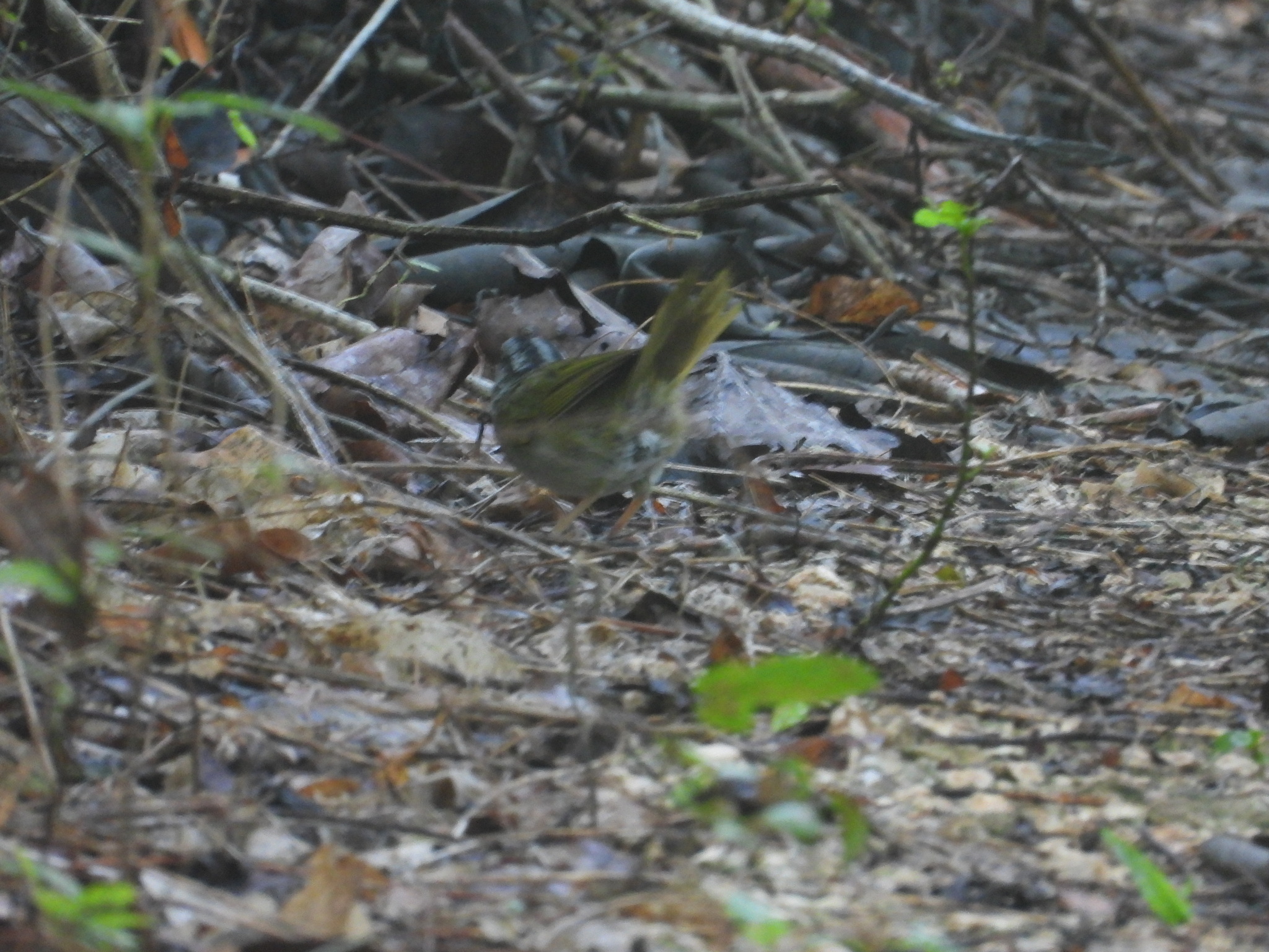 Green-backed Sparrow (Arremonops chloronotus), photo 4