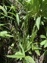 Platanthera tescamnis