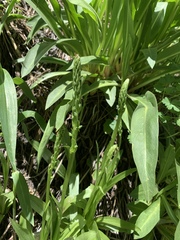 Platanthera tescamnis