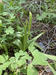 Platanthera tescamnis
