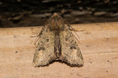 Meterana inchoata