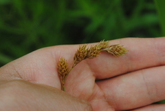 Carex hormathodes