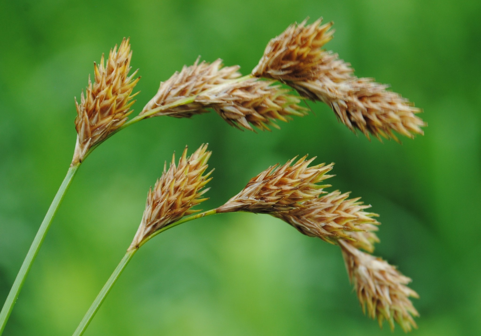 Carex hormathodes