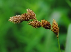 Carex hormathodes